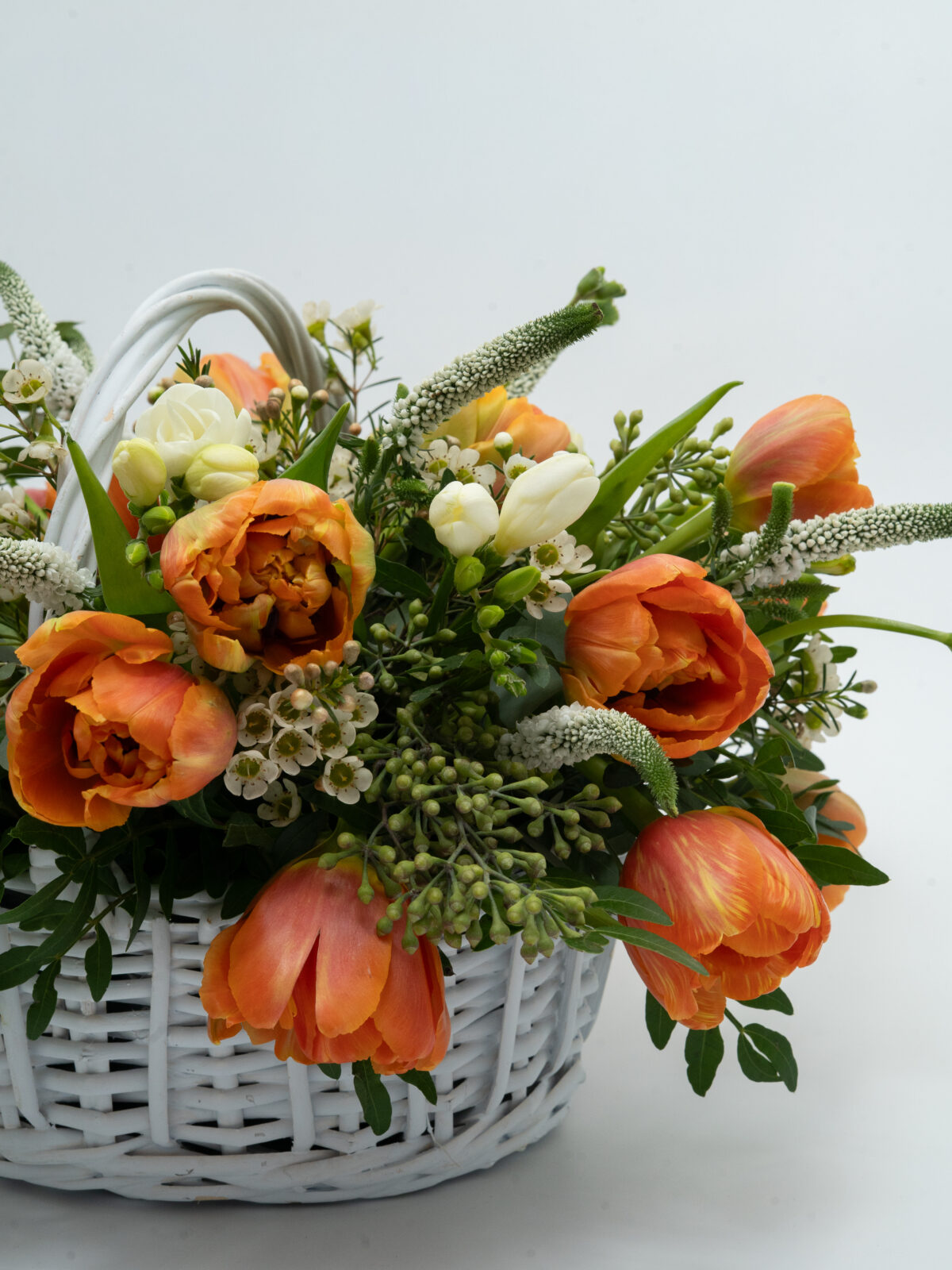 Tulipes du Soleil