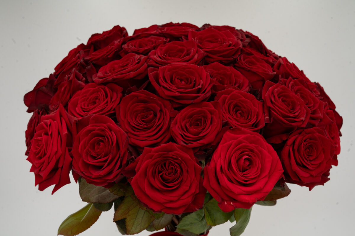 Rouge Élégance – 51 Roses