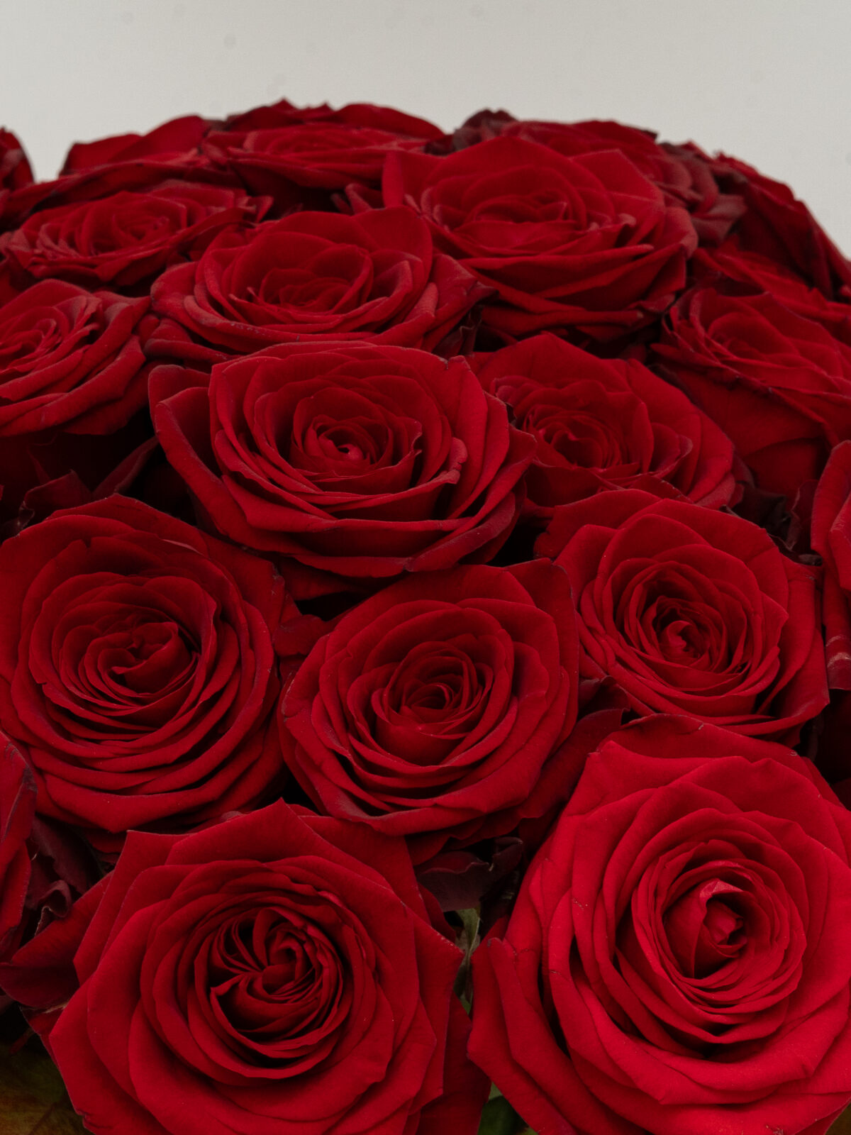 Rouge Élégance – 51 Roses